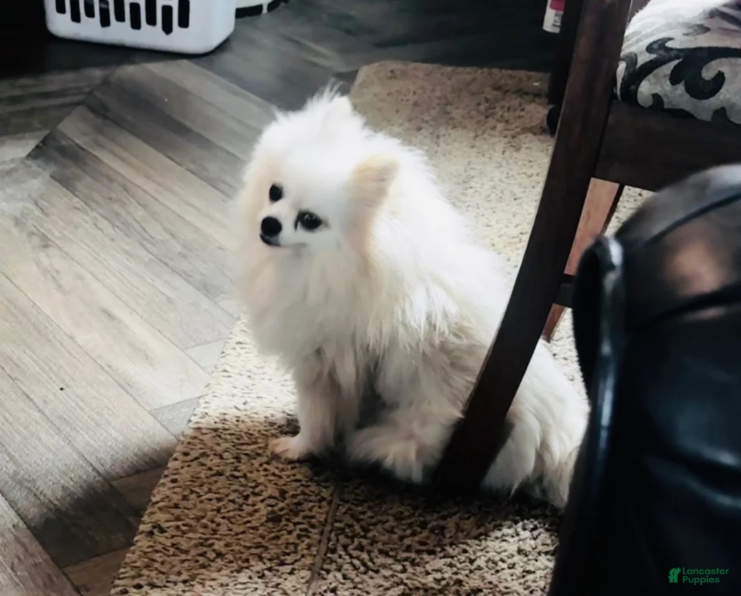 Pomeranian dogs for sale: Trumpet  - Ad 2