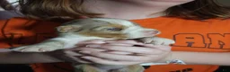 Australian Shepherd dogs for sale: 1 Chrissy - Ad 32