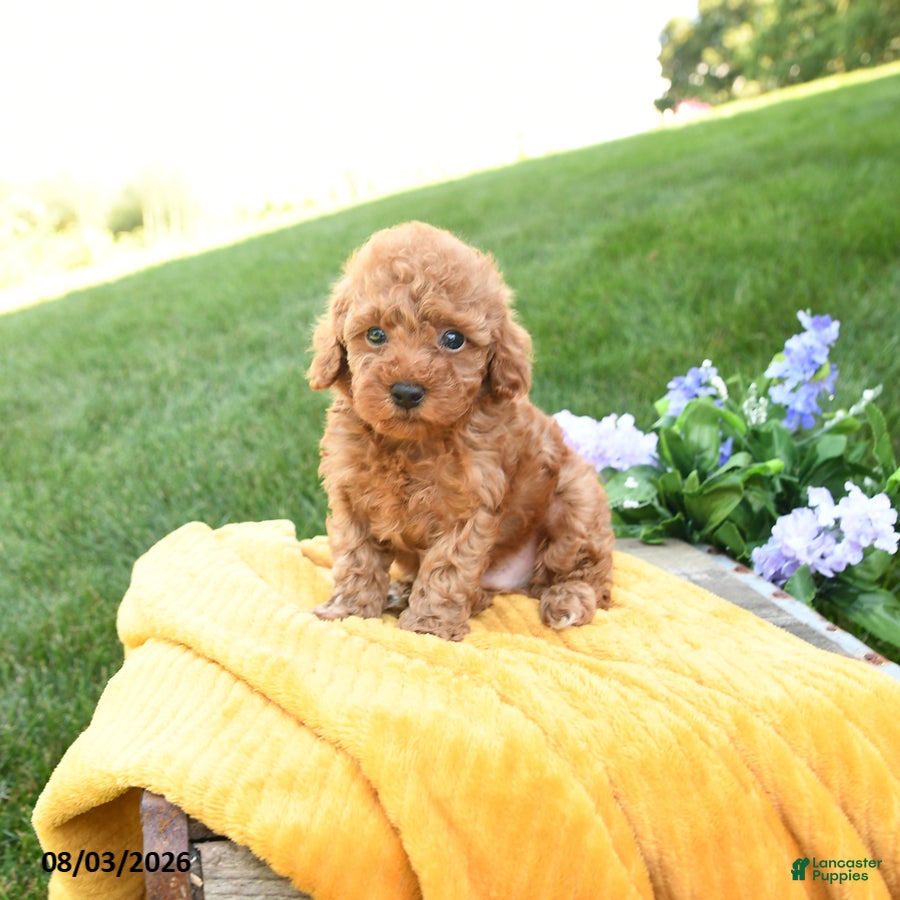 Toy Poodle dogs Flynn - Ad 1