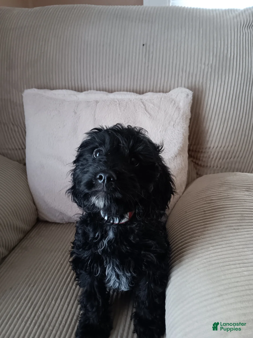 Cavapoo dogs for sale: Marley  - Ad 1