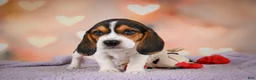 Beagle dogs for sale: OSCAR - Ad 8