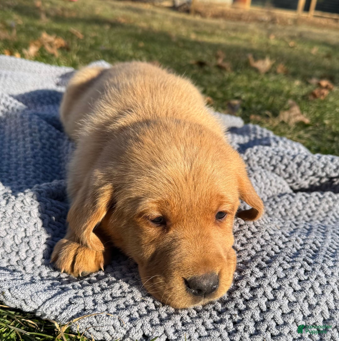 Goldador dogs for sale: Thea - Ad 2