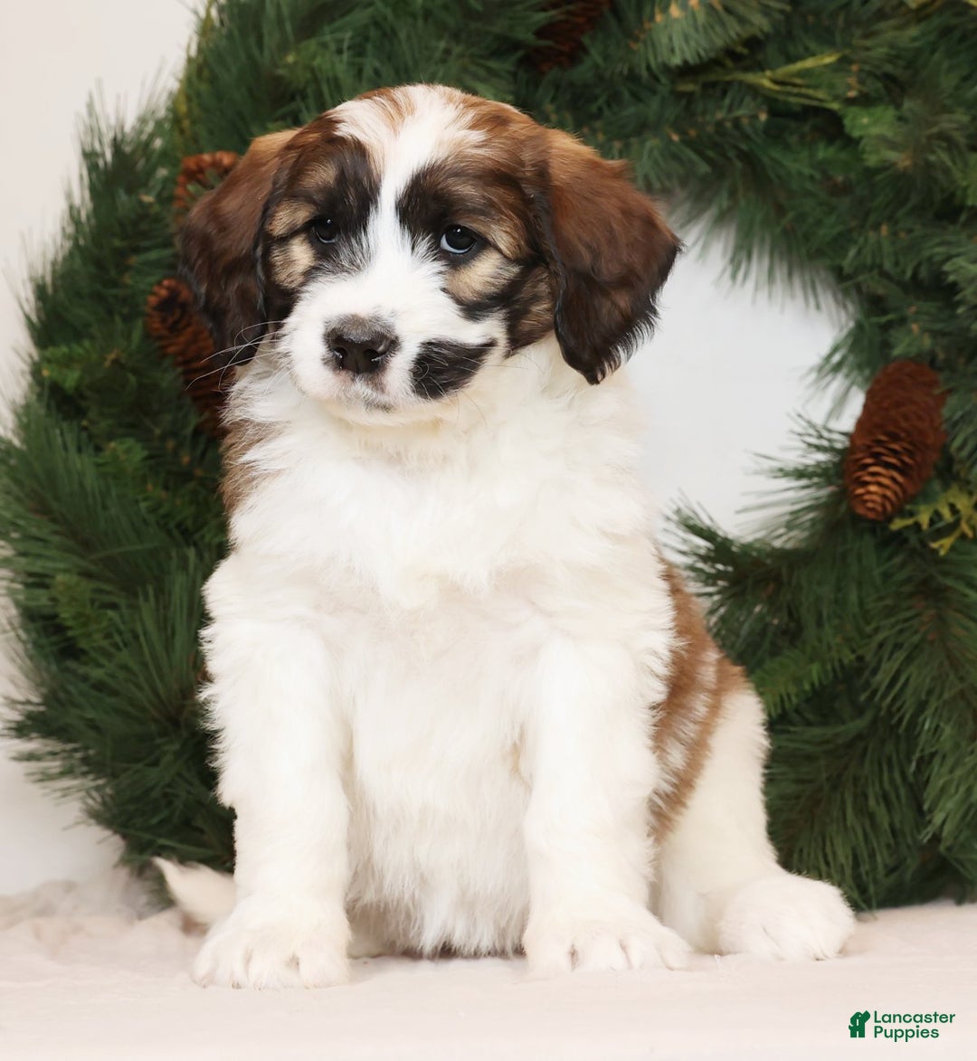 Saint Berdoodles dogs for sale: Cookie - Ad 2