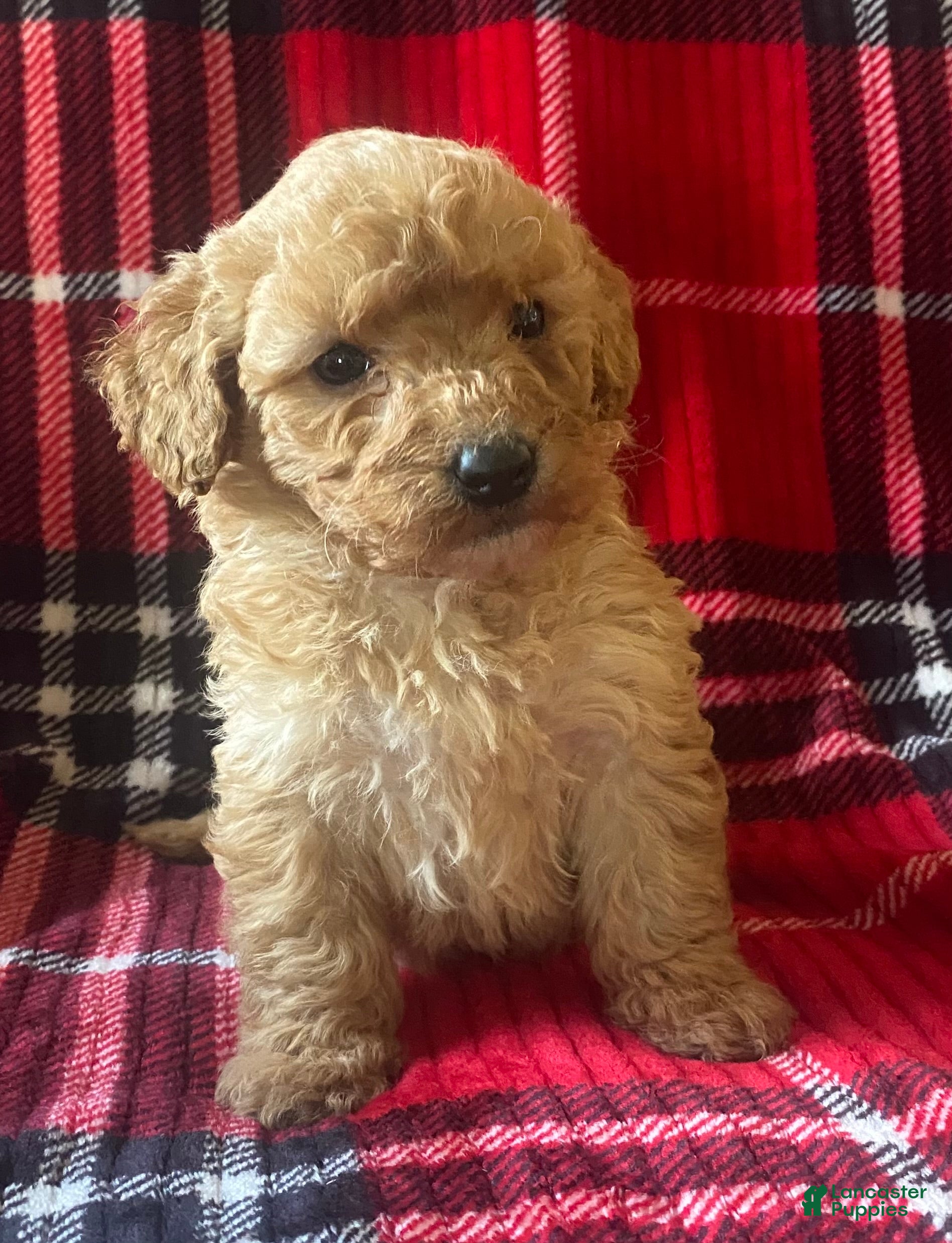 Mini Goldendoodle dogs Lula - Ad 36