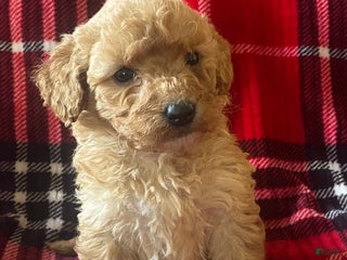Mini Goldendoodle dogs for sale: Lula - Ad 1