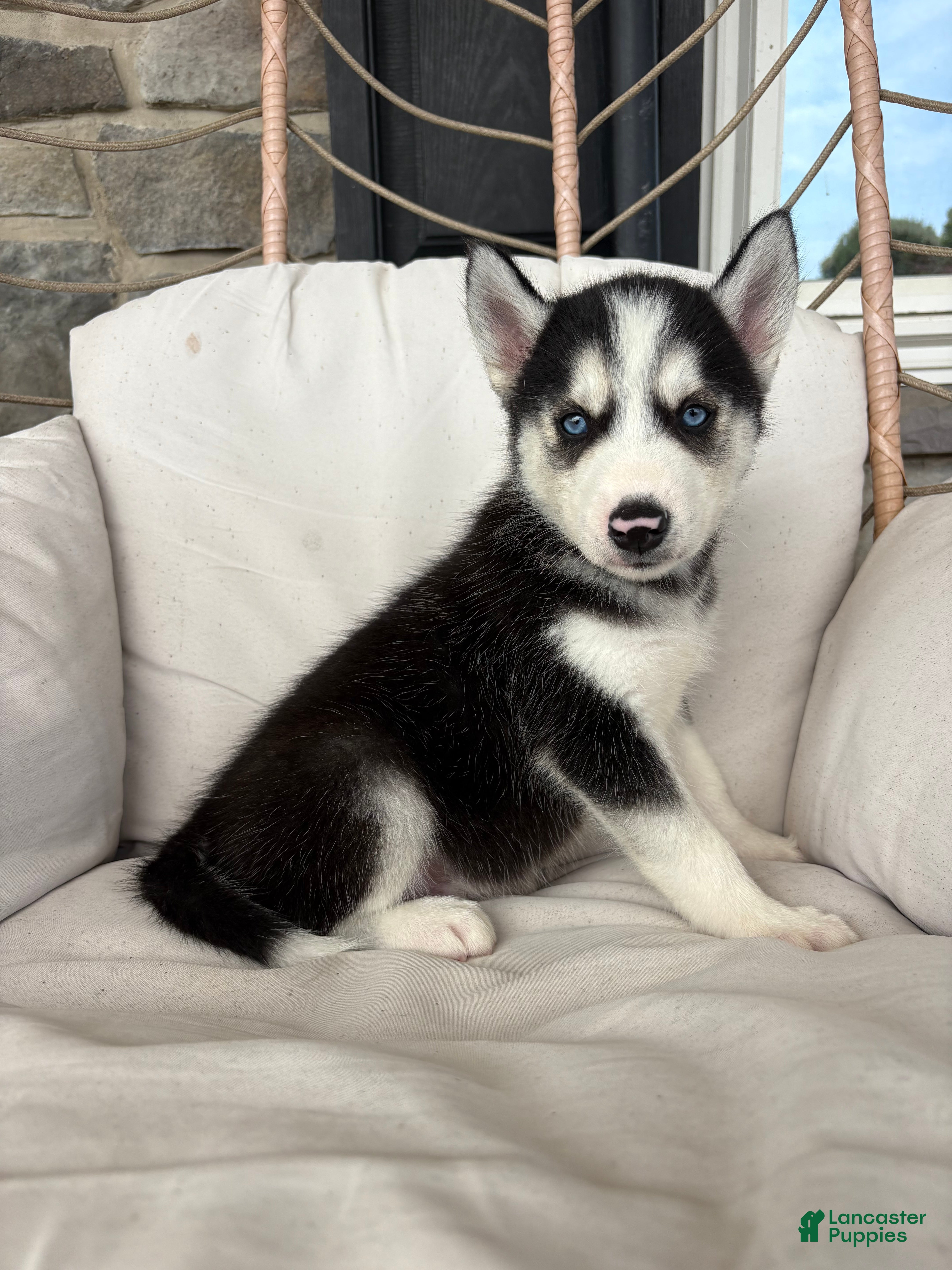 Siberian Husky dogs Siberian Husky 1 - Ad 2