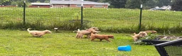 Mini Goldendoodle dogs for sale: Mini Goldendoodle LATTE  - Ad 5