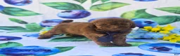 Mixed Breed dogs for sale: Brie Teddypoo  - Ad 4