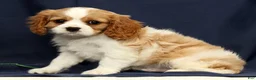 Cavalier King Charles Spaniel dogs for sale: Dominic - Ad 8