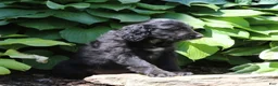 Irish Doodle dogs for sale: Bella - Ad 3