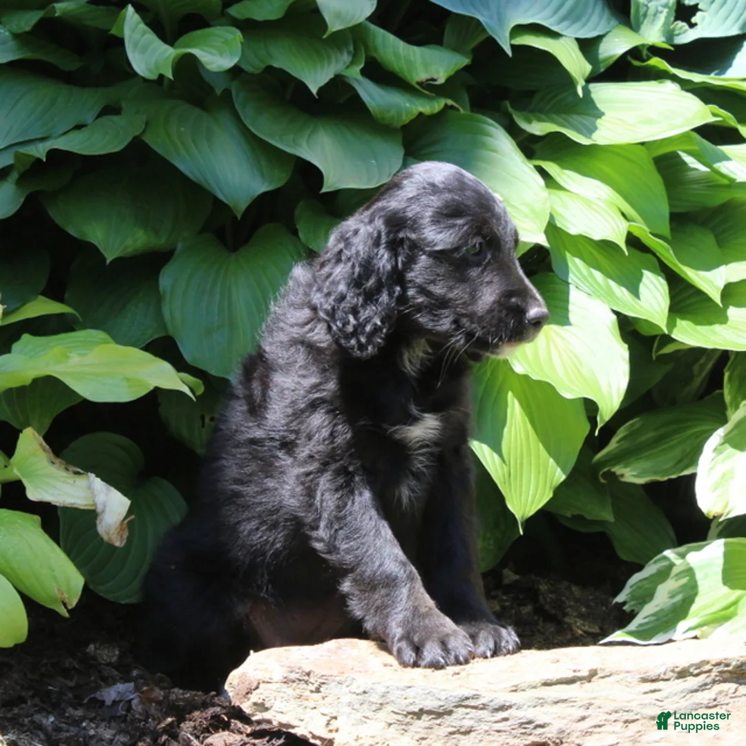 Irish Doodle dogs for sale: Bella - Ad 3