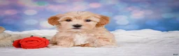 Maltipoo dogs for sale: callie - Ad 3