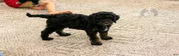 Bernedoodle dogs for sale: Denali - Ready Now! - Ad 4