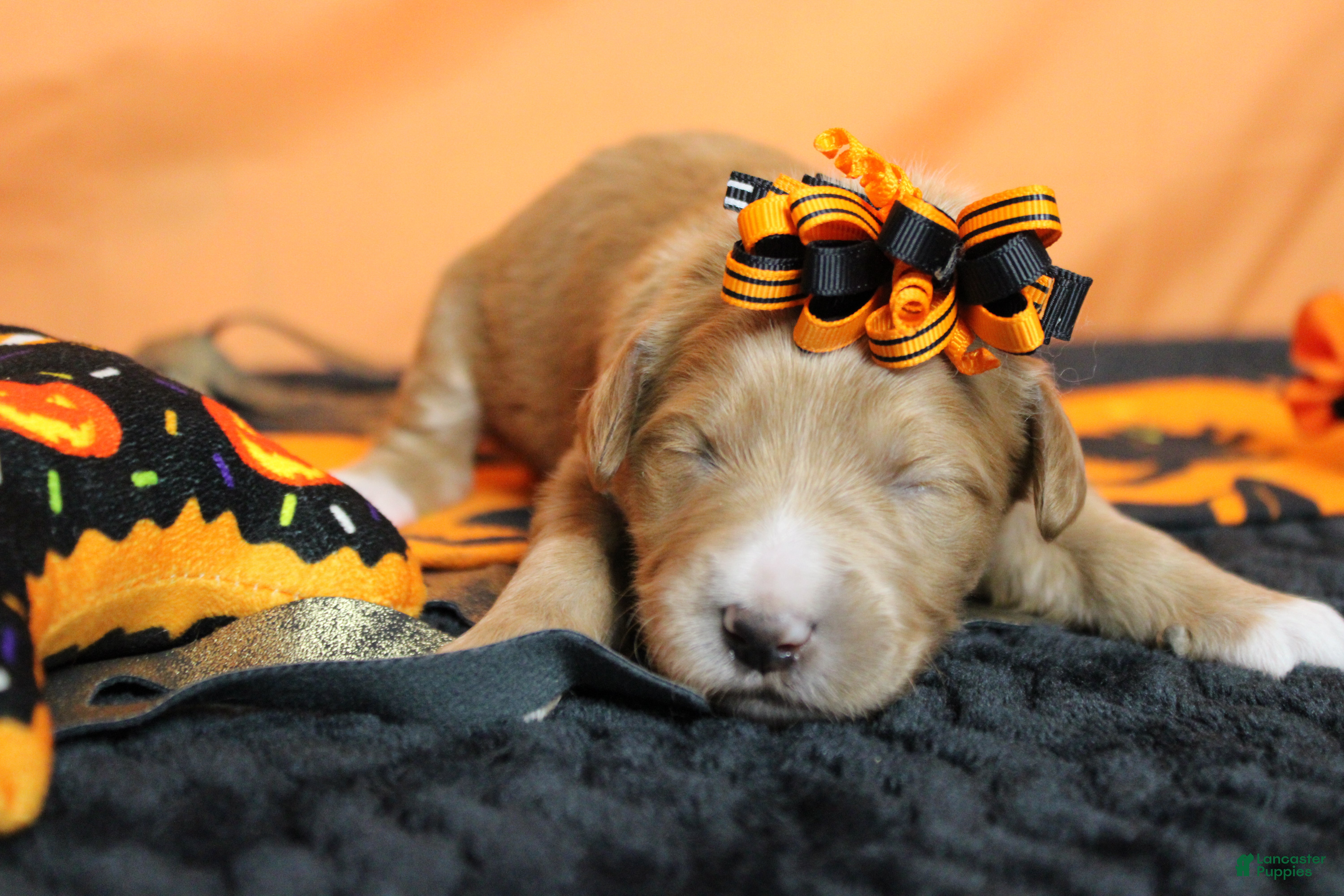 Goldendoodle dogs for sale: Firefly  - Ad 1