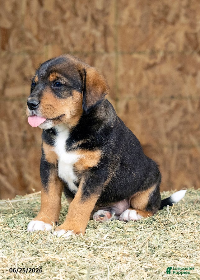 Mixed Breed dogs Cobalt - Ad 2