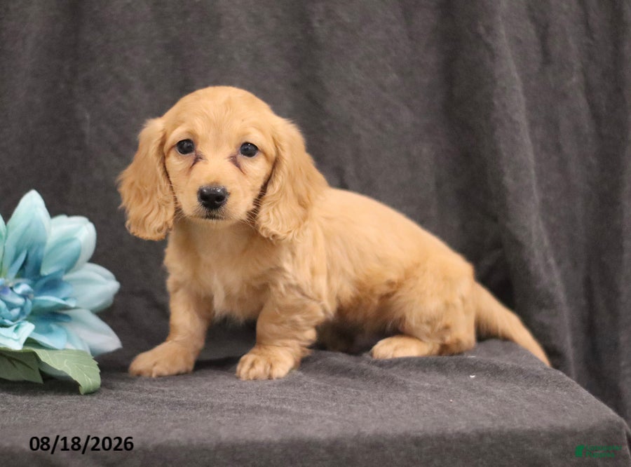 Miniature Dachshund dogs Quenton - Ad 2