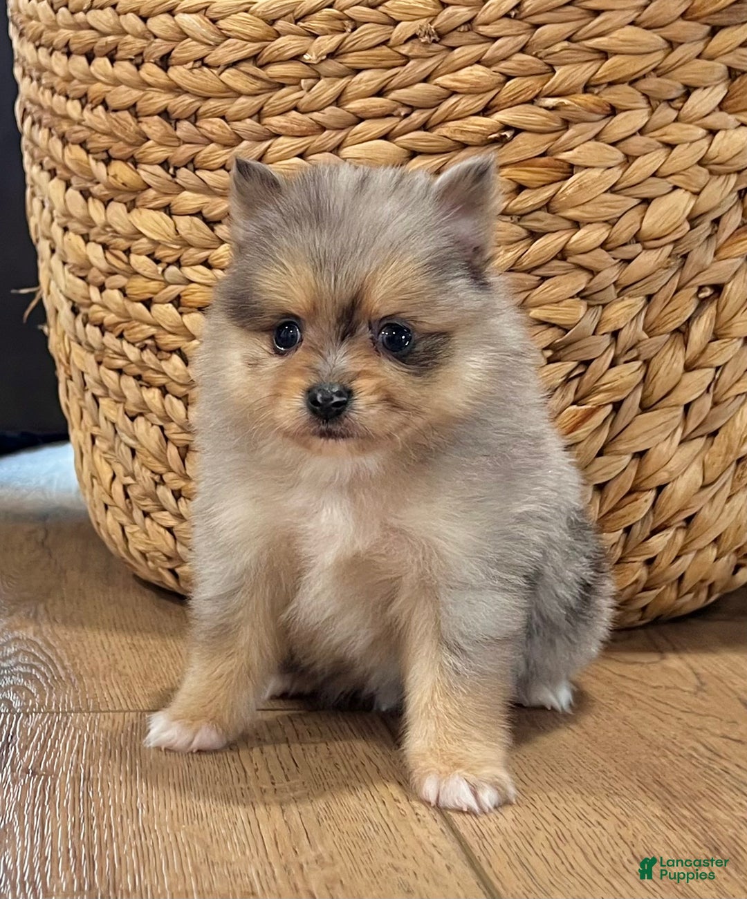 Pomeranian dogs for sale: Finn  - Ad 1