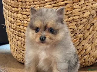 Pomeranian dogs Finn - Ad 2