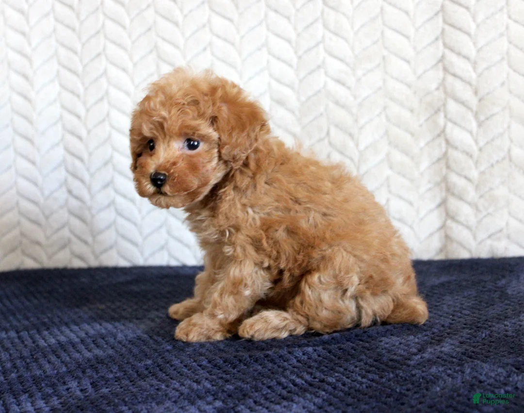 Toy Poodle dogs for sale: Skipper - Ad 3