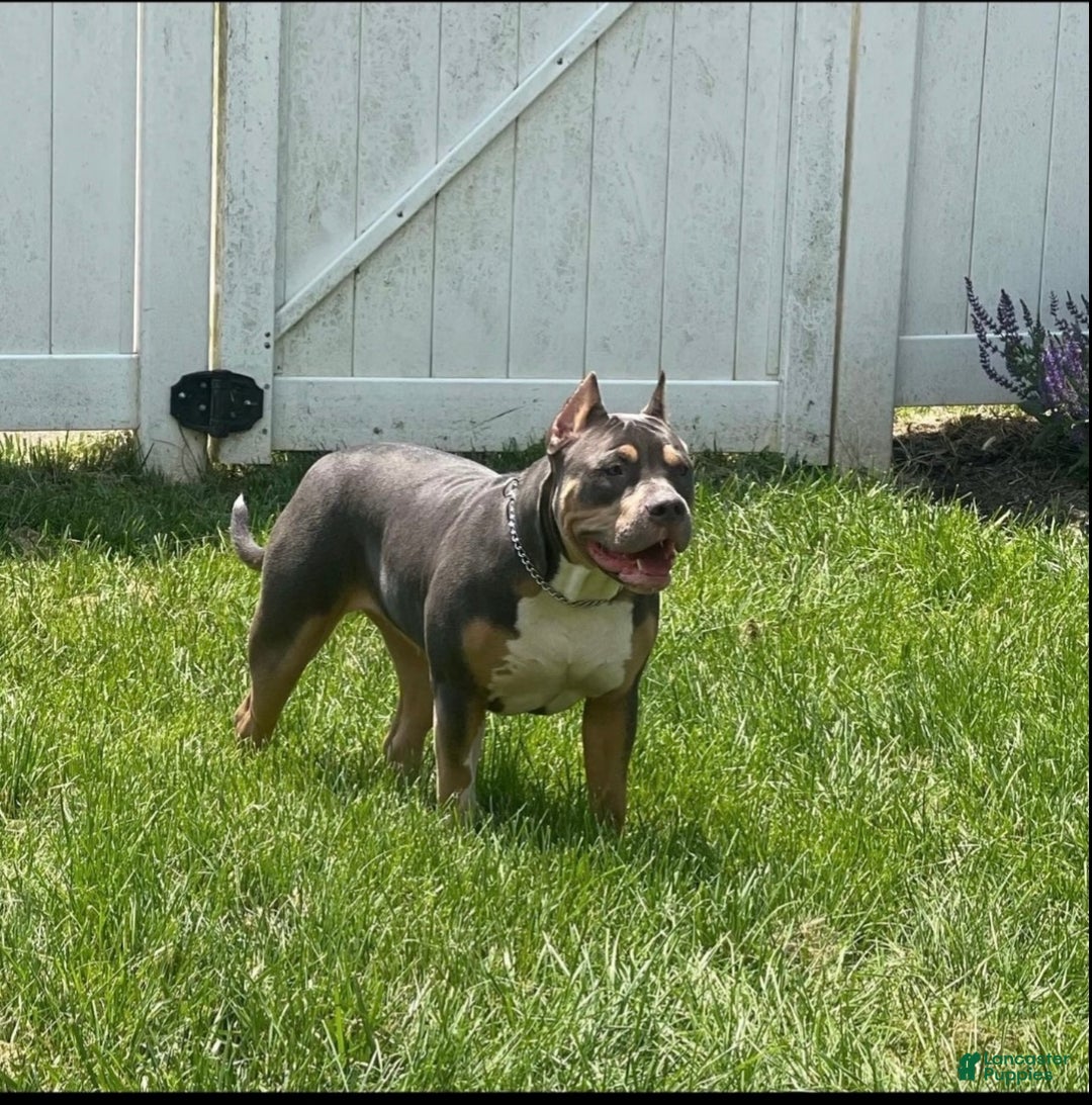 American Bully dogs for sale: Pablo - Ad 7