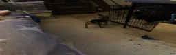 Chihuahua dogs for sale: Chihuahua Puppy 3 - Ad 4