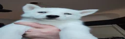 Siberian Husky dogs for sale: 📸✨24 Karat Gold✨ Isabella Siberian Husky With Hetrochromia Eyes✨ 📸 - Ad 5