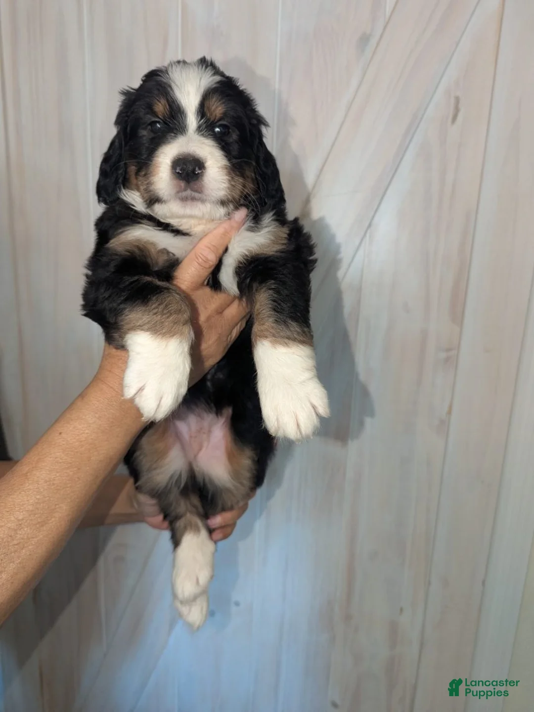 Mixed Breed dogs for sale: Liyah - Ad 3