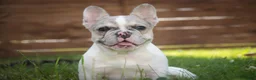 French Bulldog dogs for sale: Juliet - Ad 8