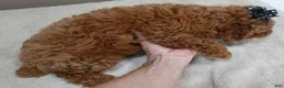 Toy Poodle dogs for sale: Deep Red - Ad 10