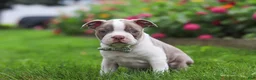 Boston Terrier dogs for sale: Sonny - Ad 5