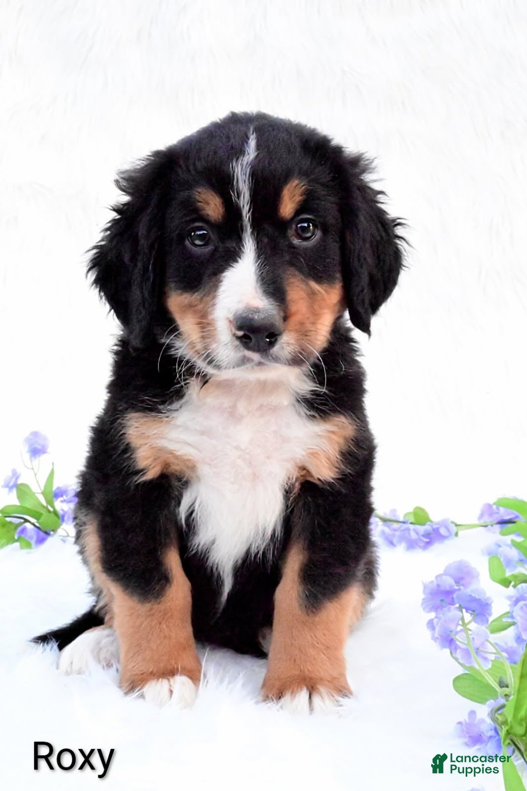 Bernese Mountain Dog dogs Roxy  - Ad 1