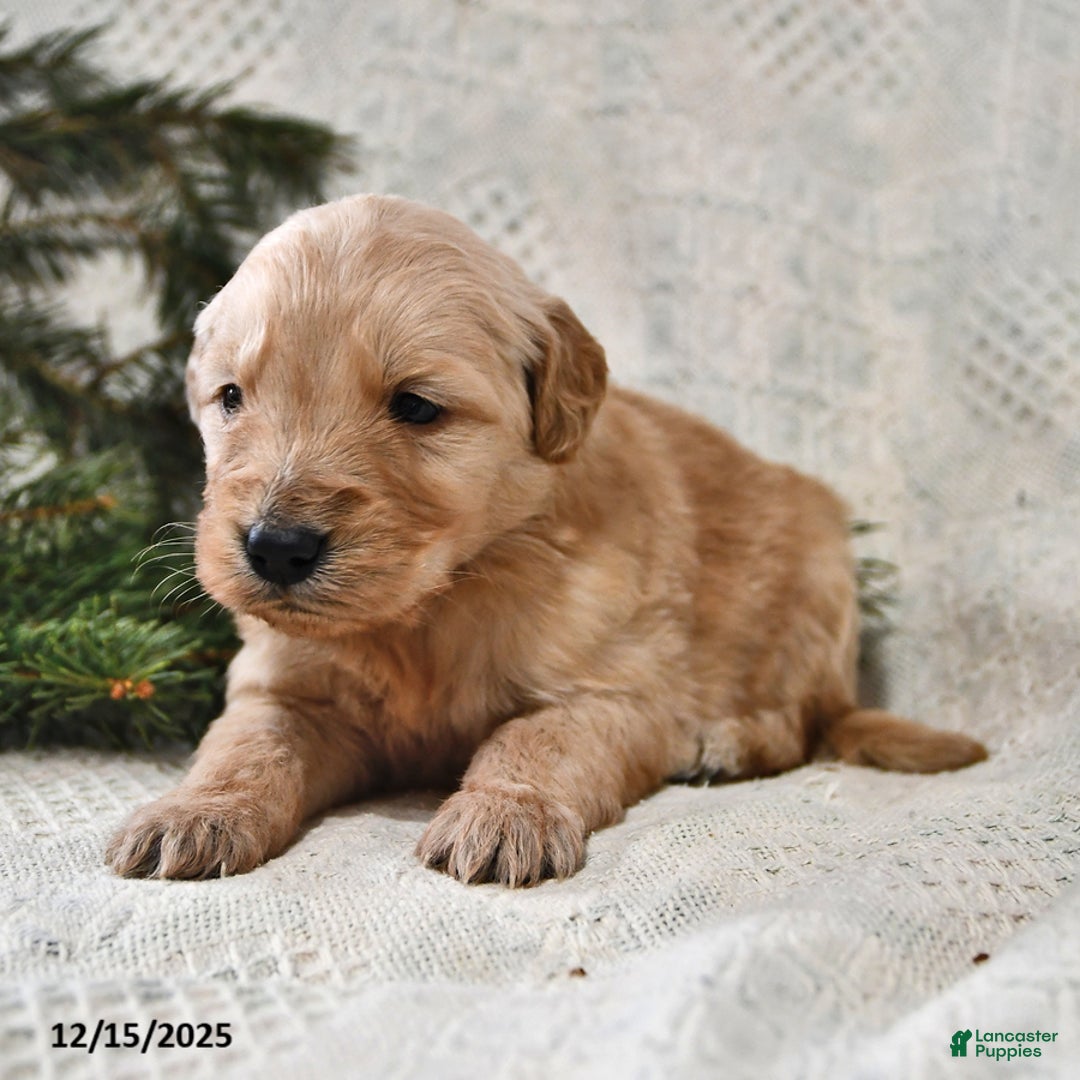 Goldendoodle dogs for sale: Biscuit - Ad 3