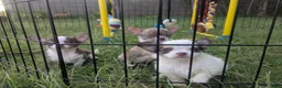 Chihuahua dogs for sale: Prince  Tiny LC  - Ad 8