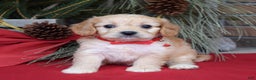 Cavachon dogs for sale: Callie - Ad 5