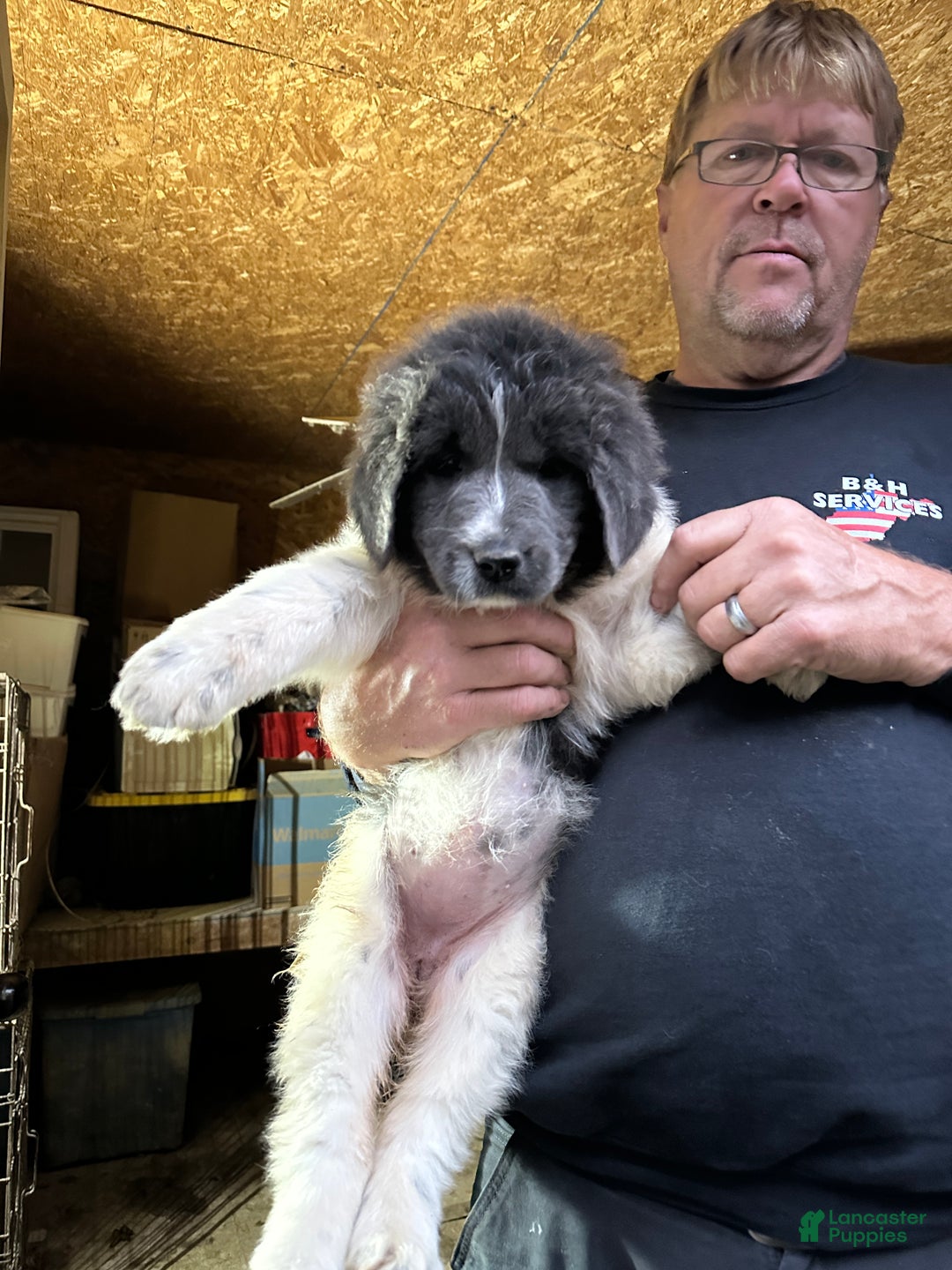 Newfoundland dogs for sale: Emma - Ad 3