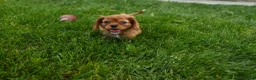 Cavalier King Charles Spaniel dogs for sale: Sierra 🤎🐶 - Ad 20