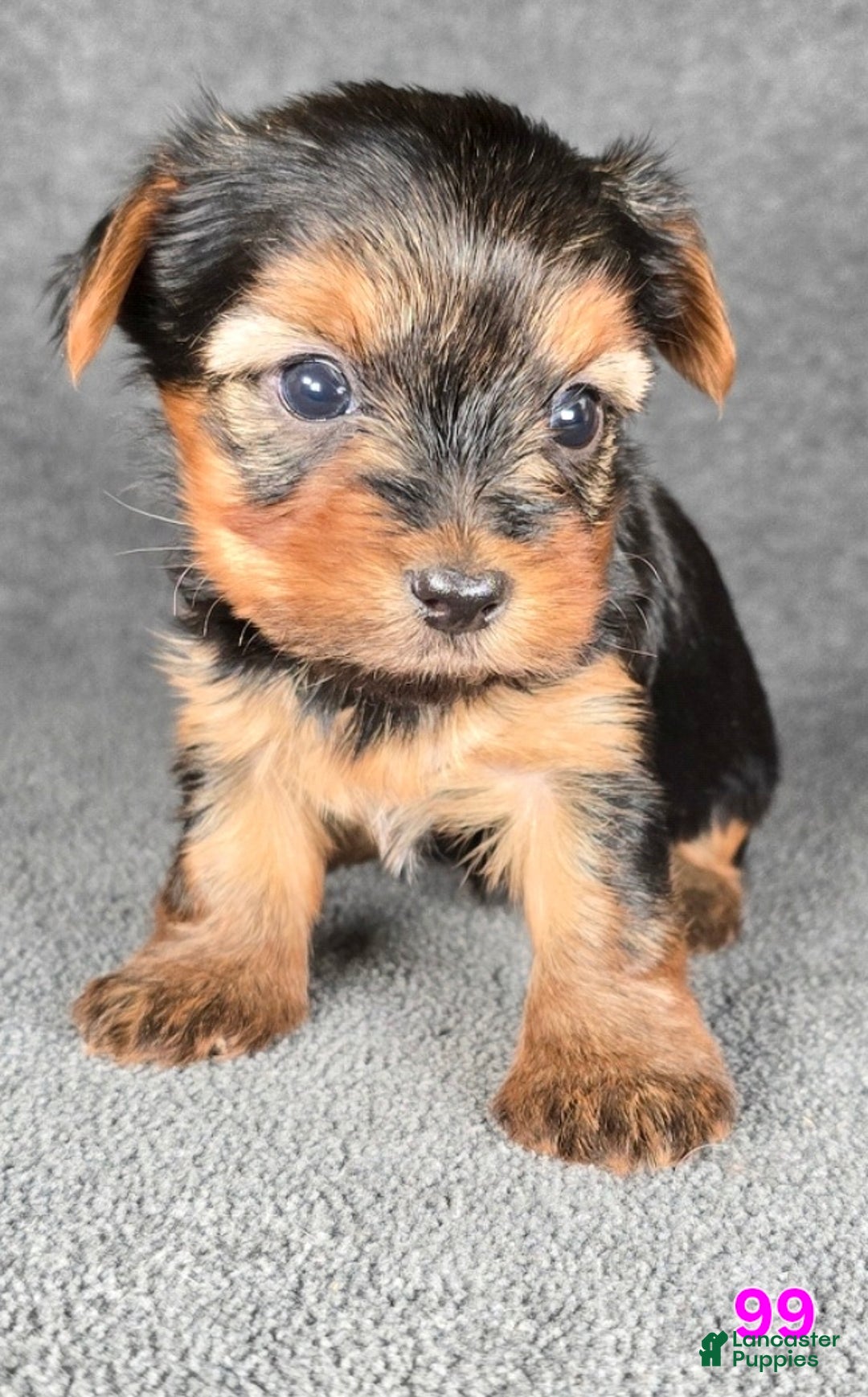Yorkshire Terrier dogs for sale: 99 - Ad 17