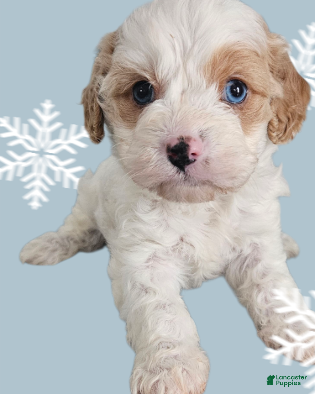 Cavapoo dogs for sale: Cavapoo Puppy 1 - Ad 1