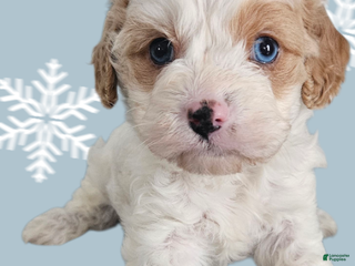 Cavapoo dogs Cavapoo Puppy 1 - Ad 41