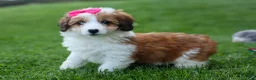 Corgipoo dogs for sale: NALA - Ad 4