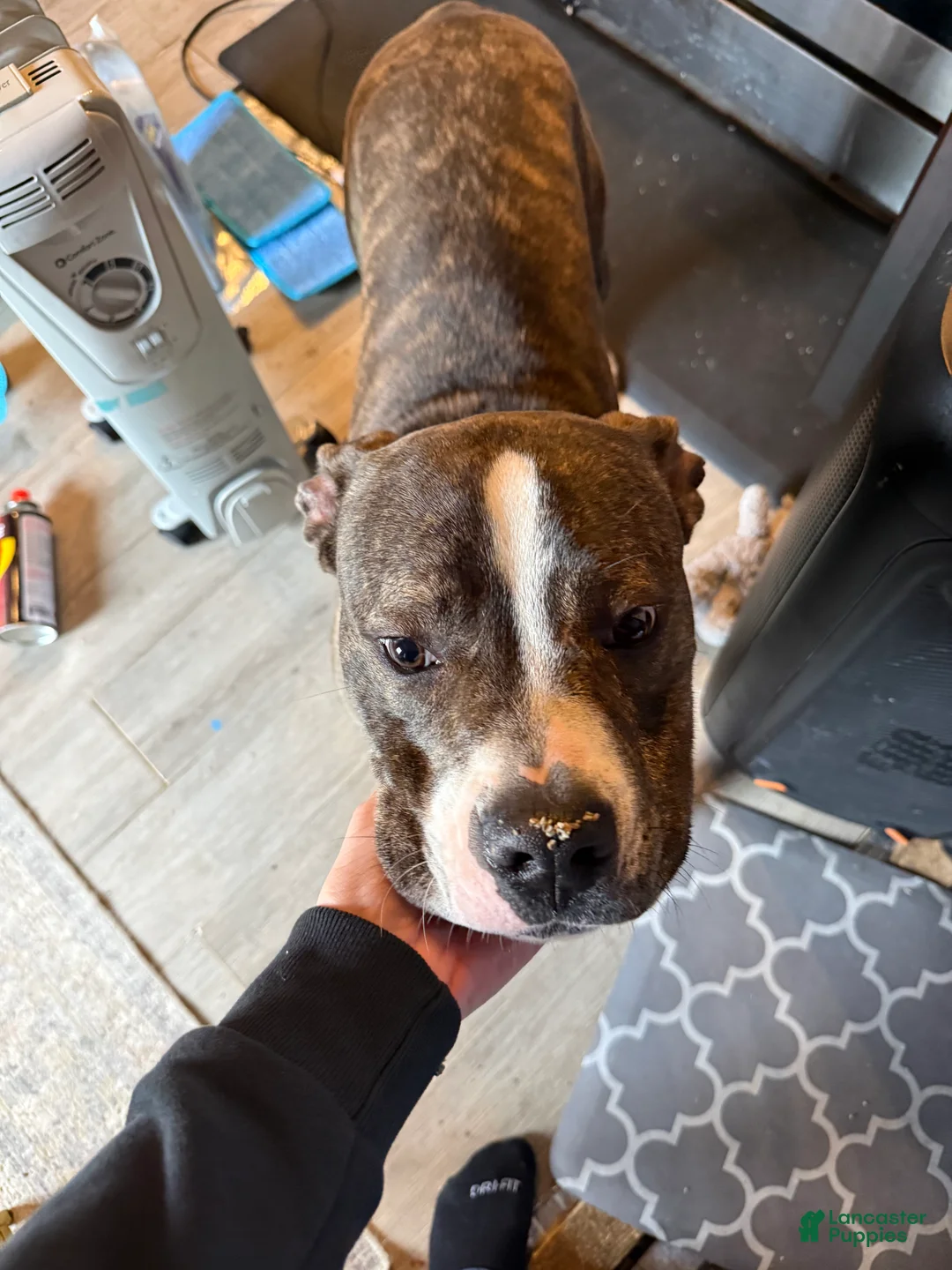 Mixed Breed dogs for sale: Johnna  - Ad 6