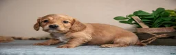 Miniature Dachshund dogs for sale: Preston - Ad 3