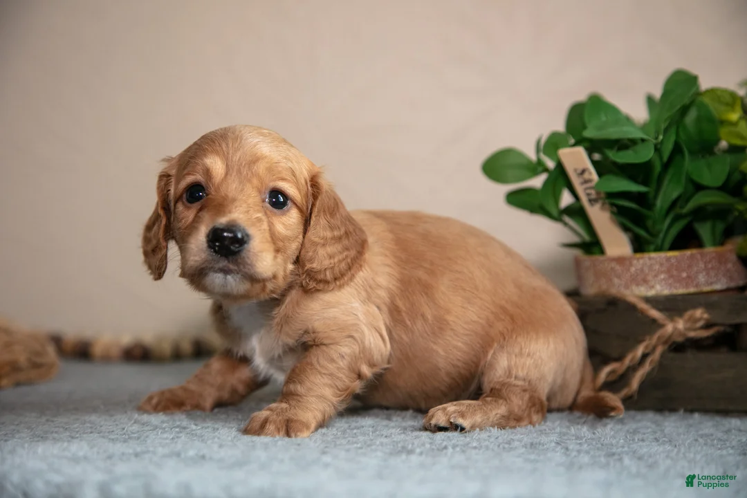 Miniature Dachshund dogs for sale: Preston - Ad 3