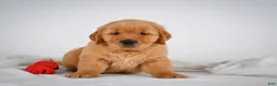 Golden Retriever dogs for sale: Romeo - Ad 6