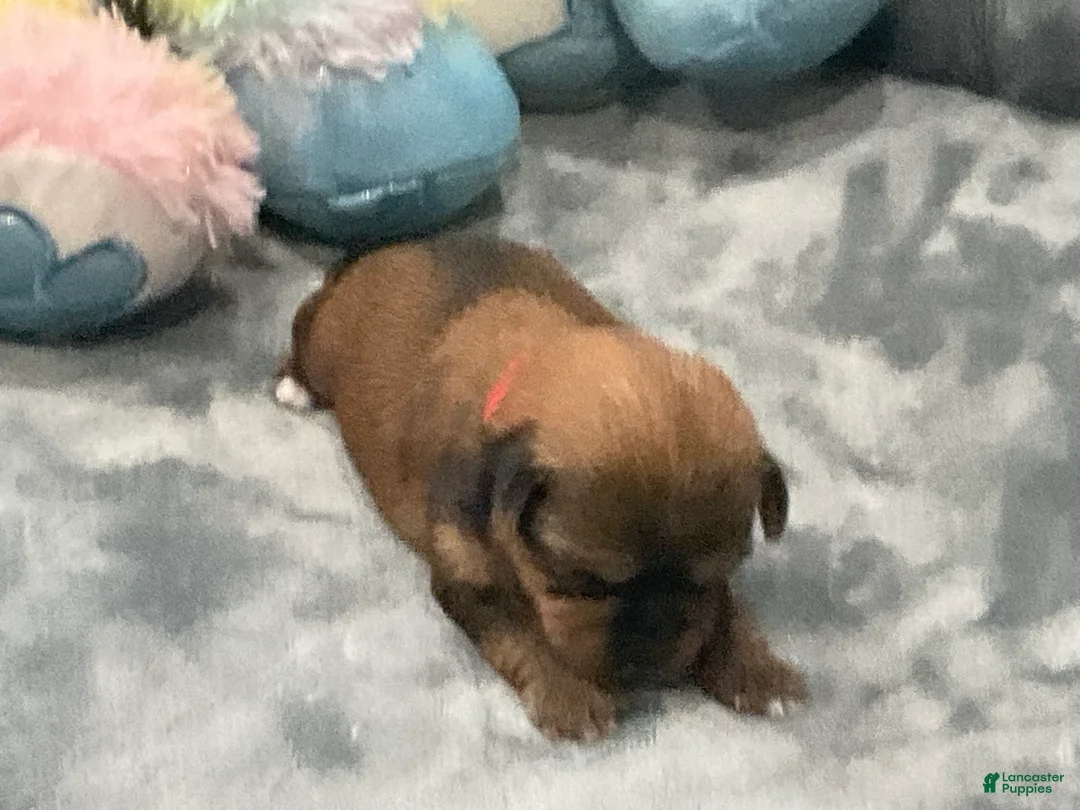 Shorkie dogs for sale: Pauline - Ad 2