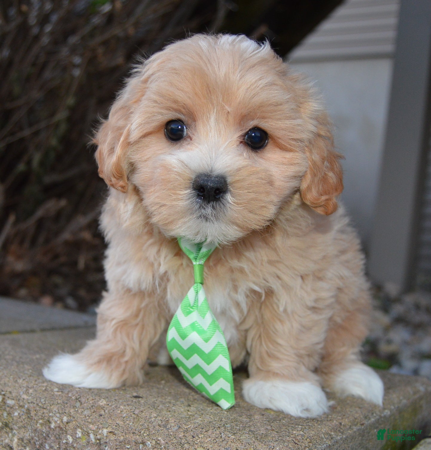 Maltipoo dogs Milo - Ad 2