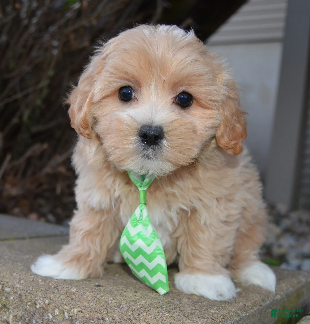 Maltipoo dogs for sale: Milo - Ad 2