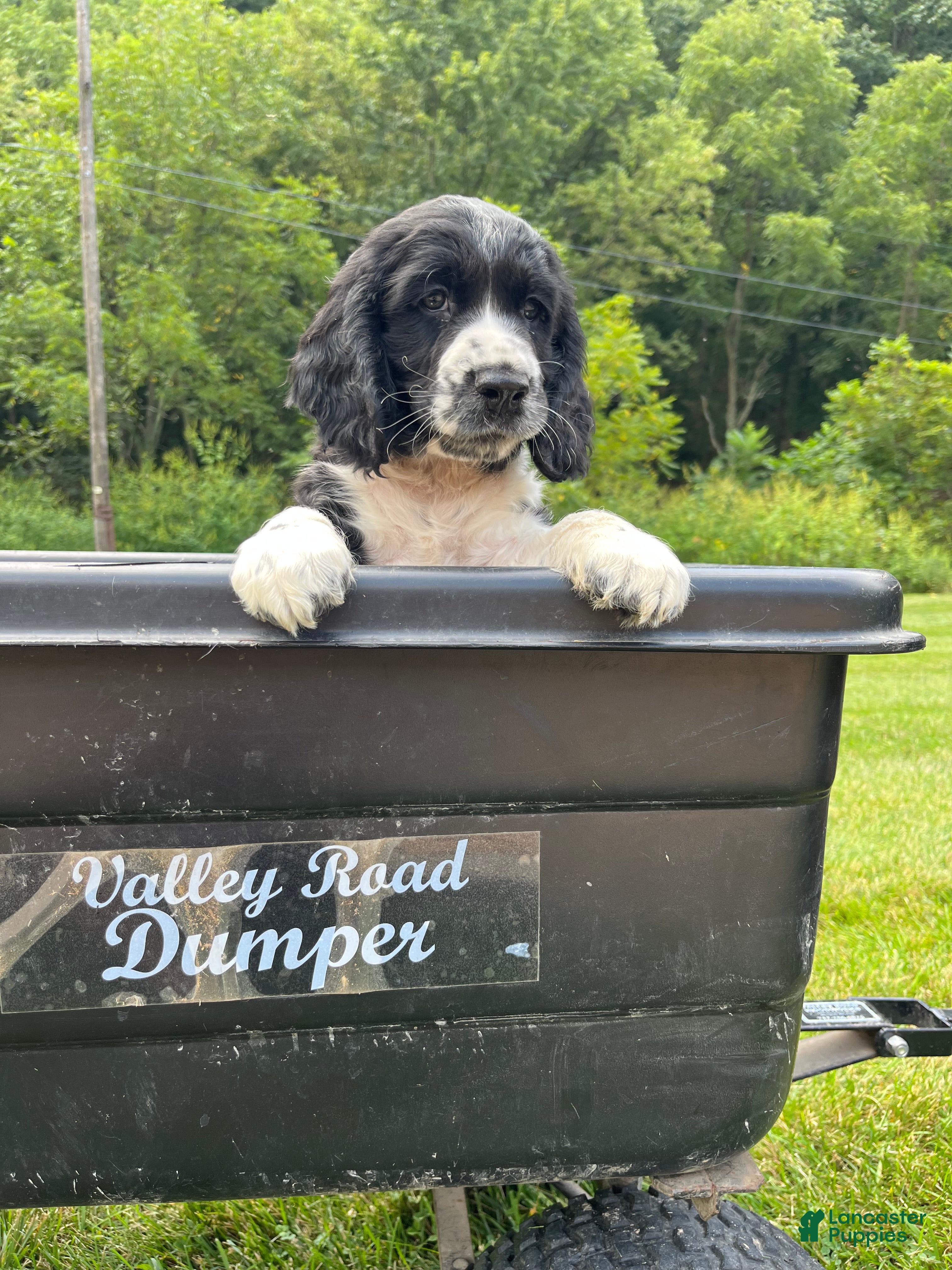 English Springer Spaniel dogs Dallas - Ad 1