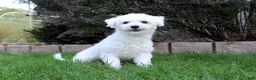 Teddy Bear dogs for sale: BJ's Rita - Ad 6