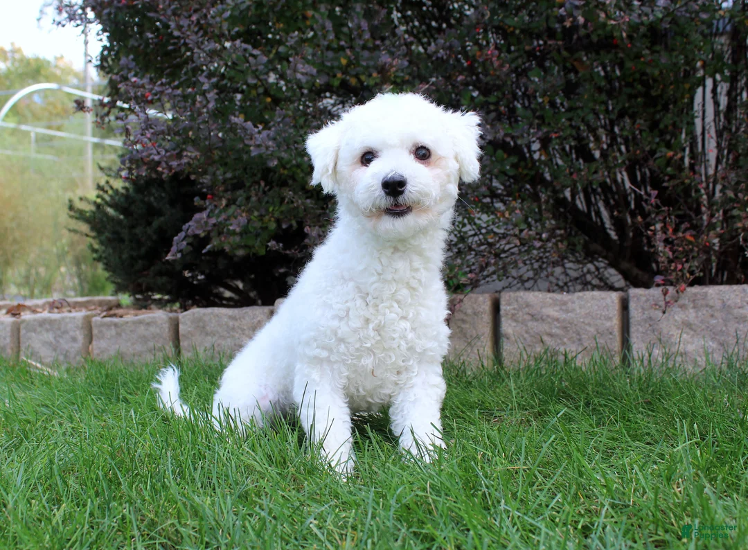 Teddy Bear dogs for sale: BJ's Rita - Ad 6